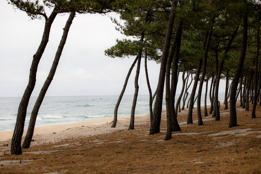 Metasequoia redwood avenue on Nami Island Winter Sonata kdrama filming location