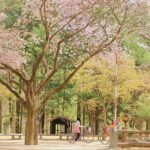 Nami island and Hanbok Wearing and Waterfall from Seoul - Value and Practicality