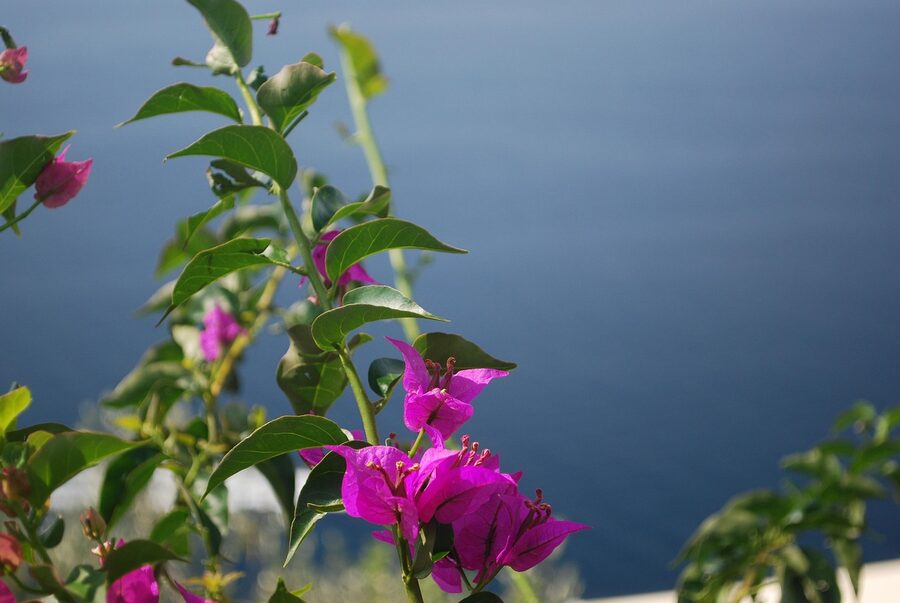 Positano overlook view in summer