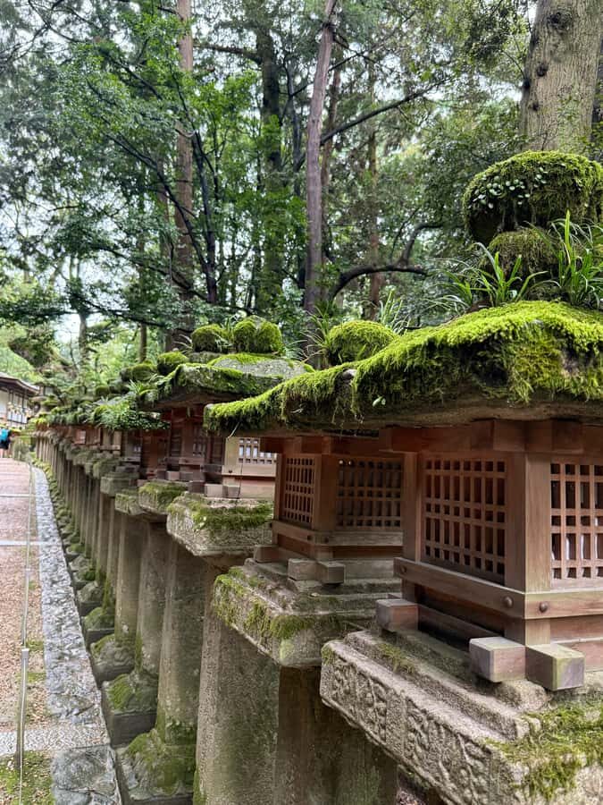 Nara: Deer, Temples, and Hidden Lanes Tour - Authentic Insights from Reviews