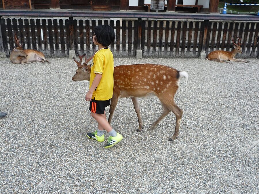 Nara deer gathered at Todaiji