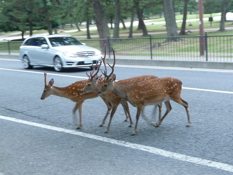 Nara deer at Todaiji temple grounds