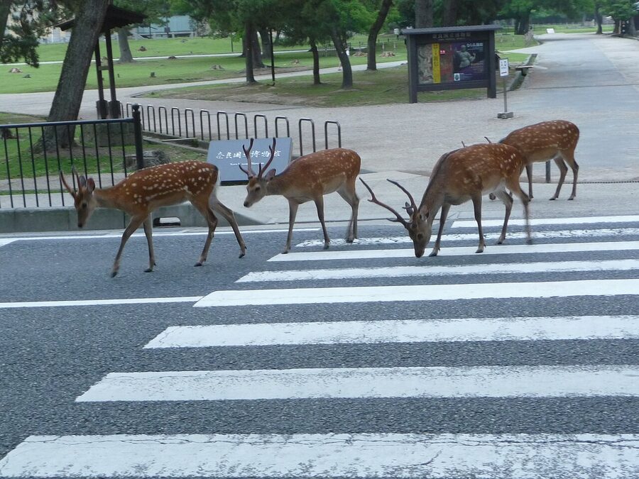 Nara deer bowing at Todaiji
