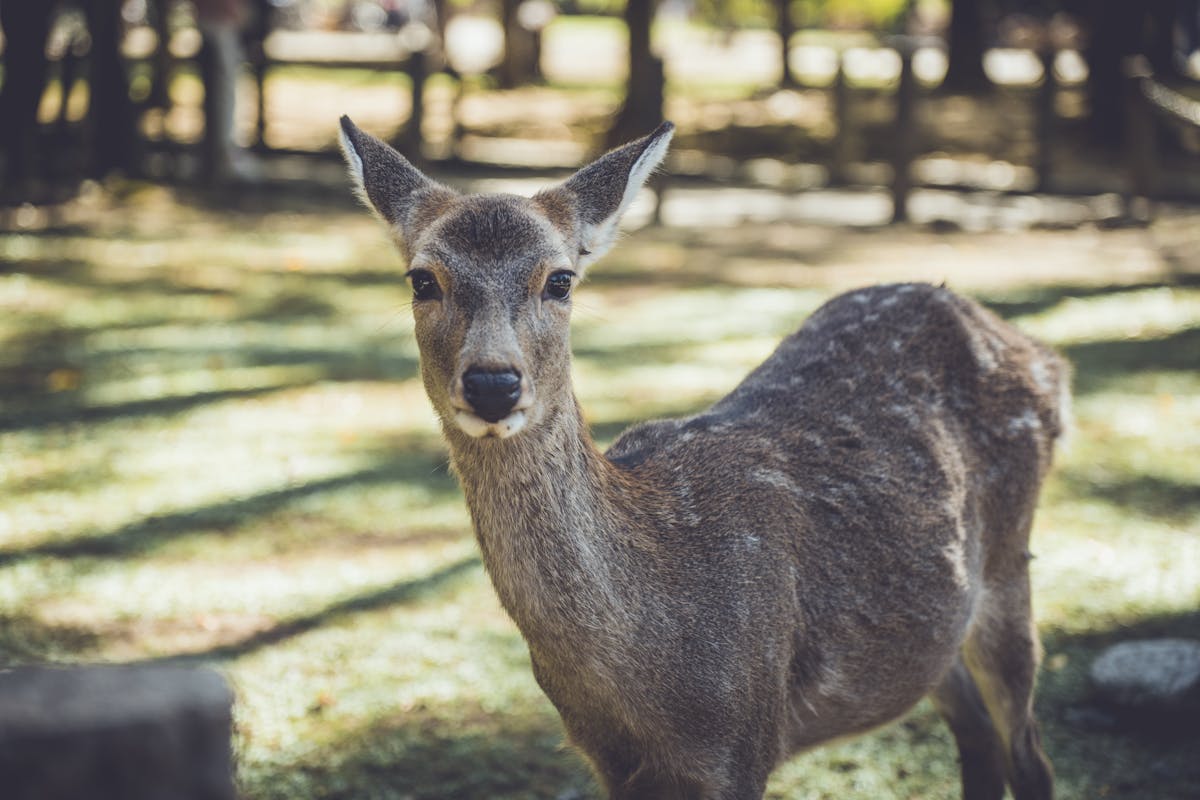 Close-up of a sika deer in Nara Park with soft green background