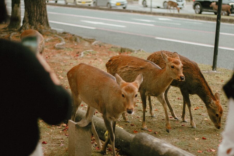 Group of deer grazing near a road in Nara Park Japan