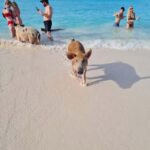 Nassau ATV & Swimming Pigs Tour - Exploring Nassau’s Historic and Cultural Gems