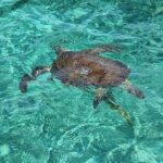 Nassau: Rose Island Swimming Pigs & Turtles Snorkeling Tour - Who Is This Tour Best For?
