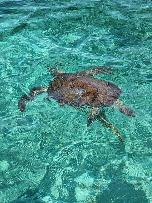 Nassau: Rose Island Swimming Pigs & Turtles Snorkeling Tour - Who Is This Tour Best For?