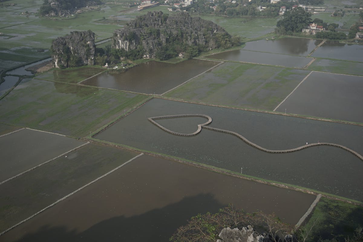Drone shot of heart-shaped rice fields in Ninh Binh Vietnam showcasing rural landscape