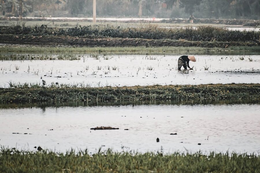 Farmer working in rice fields of Hoa Lu Ninh Binh Vietnam during daytime
