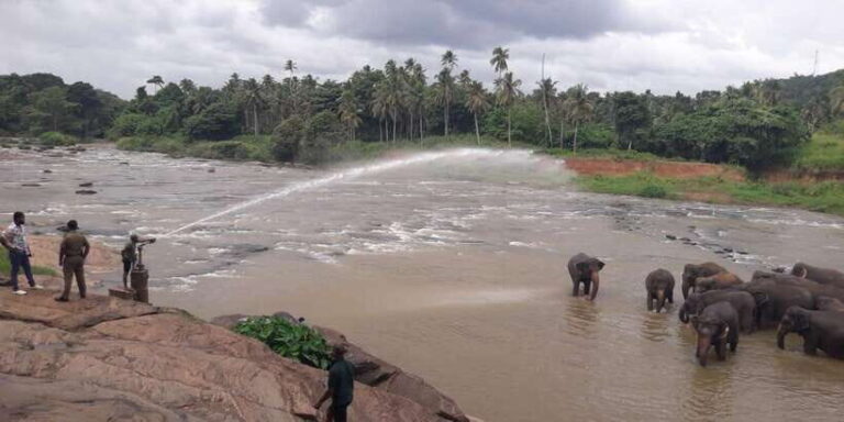 Negombo: Kandy and Pinnawala Elephant Orphanage Day Tour - Value and Practical Insights