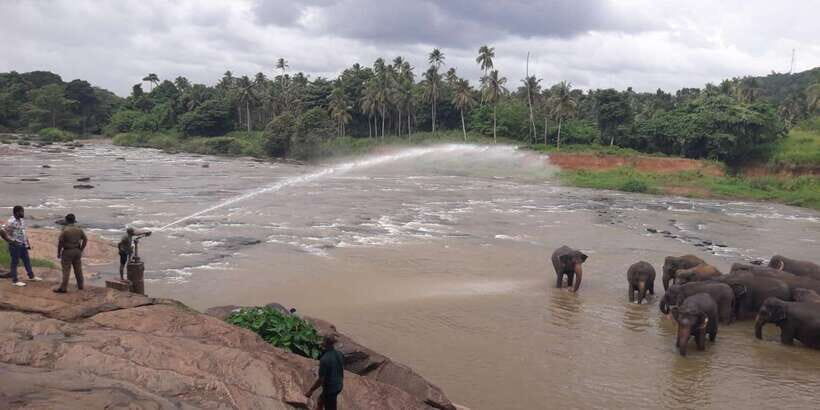 Negombo: Kandy and Pinnawala Elephant Orphanage Day Tour - Value and Practical Insights