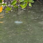 Negombo Lagoon & Dutch Canal Sunset Boat Tour - Exploring the Dutch Canal