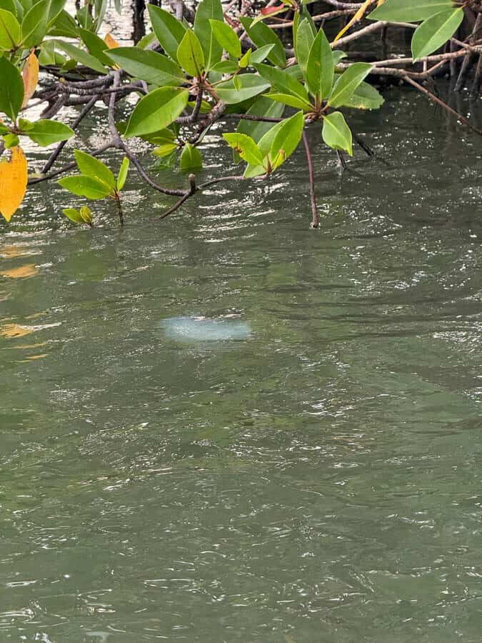 Negombo Lagoon & Dutch Canal Sunset Boat Tour - Exploring the Dutch Canal