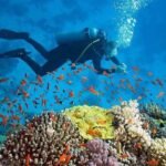 Nha Trang Scuba Diving Tour 2 Dives and Lunch Included - What Makes This Tour Stand Out?