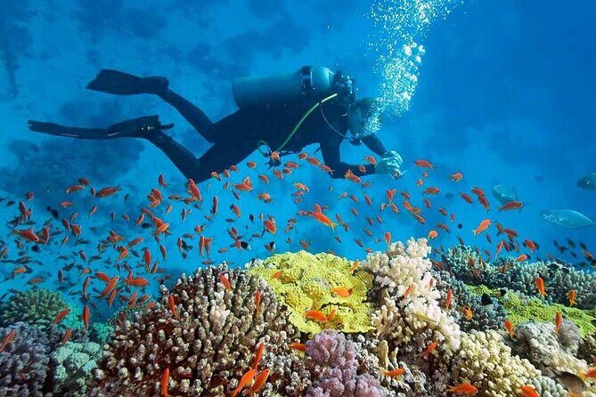 Nha Trang Scuba Diving Tour 2 Dives and Lunch Included - What Makes This Tour Stand Out?