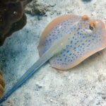 Night dive from the beach ( Start at Ko Kut) - Why This Tour Is a Great Value