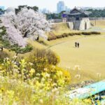 [Night Private Tour] Suwon Cherry Blossom & Hwaseong Fortress - What Travelers Can Expect
