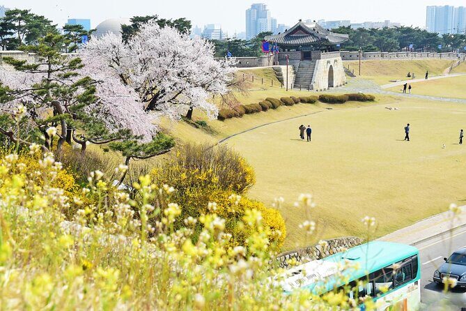 [Night Private Tour] Suwon Cherry Blossom & Hwaseong Fortress - What Travelers Can Expect