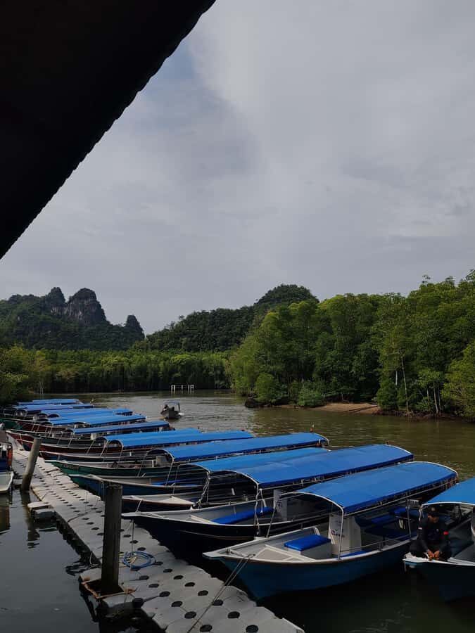 Night Safari Mangrove Tour with Guide & BBQ Buffet - A Detailed Look at the Tour Experience