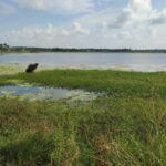 Nilaveli: Crocodile Lake with Lagoon Boat Safari - Authentic Experiences and Traveler Tips