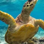 Nusa Penida: East Coast Snorkeling Tour with GoPro - Practical Details and Considerations