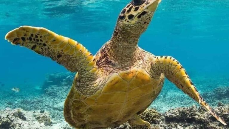 Nusa Penida: East Coast Snorkeling Tour with GoPro - Practical Details and Considerations