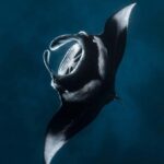 Nusa Penida: Snorkel 3 Spots w/ GoPro & Mangrove Paddle Tour - The Realities of the Experience: What Travelers Say