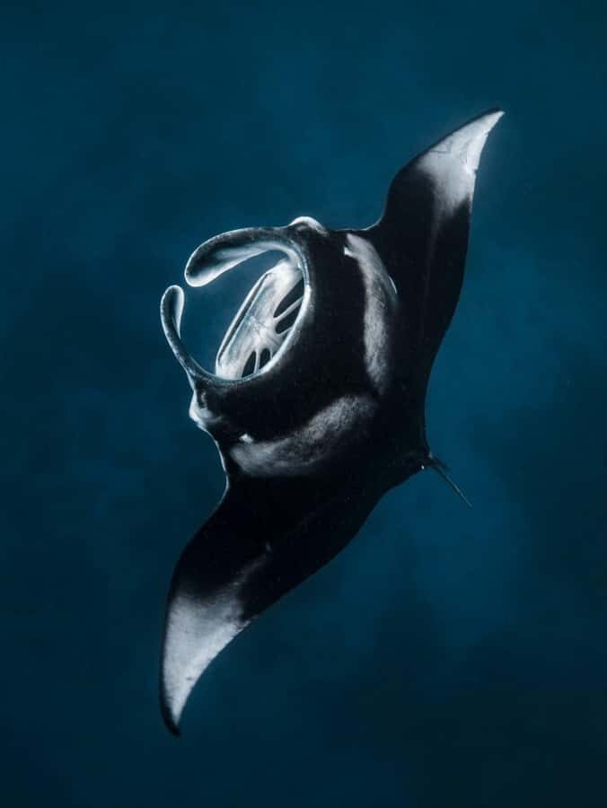 Nusa Penida: Snorkel 3 Spots w/ GoPro & Mangrove Paddle Tour - The Realities of the Experience: What Travelers Say