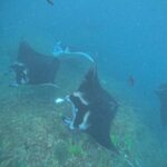 Nusa Penida: West Day Trip with Lunch and Snorkelling Tour - What to Expect from the Tour