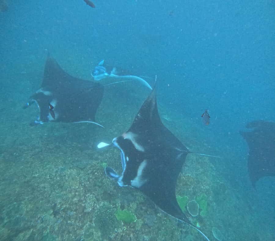 Nusa Penida: West Day Trip with Lunch and Snorkelling Tour - What to Expect from the Tour