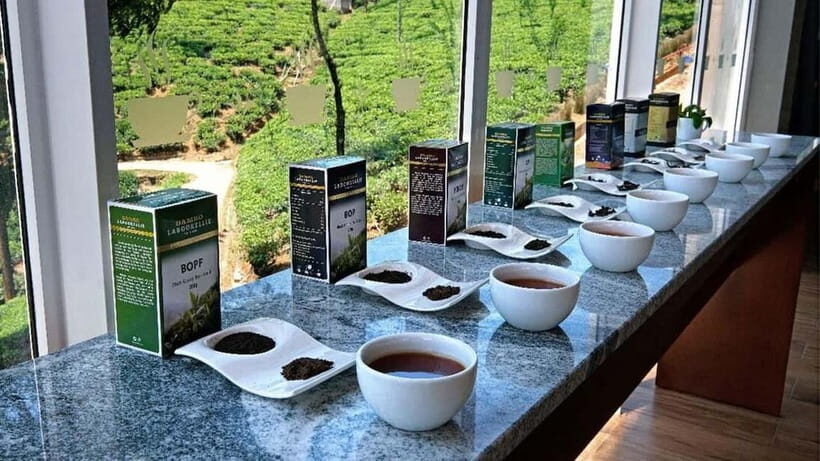 Nuwara Eliya to Kandy: Transfer with Waterfall & Tea Tour - Who Should Consider This Tour?