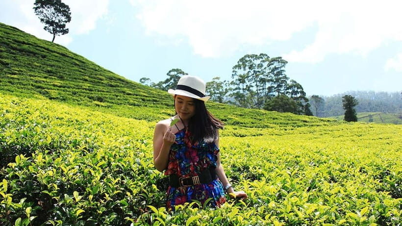 Nuwara Eliya to Kandy: Transfer with Waterfall & Tea Tour - Who Should Consider This Tour?