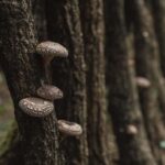 Oita: Shiitake Mushroom Farm Tour & Tasting - What Makes the Experience Special?