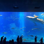 Okinawa: Aquarium, Kouri Island, & American Village Bus Tour - What to Expect from the Tour