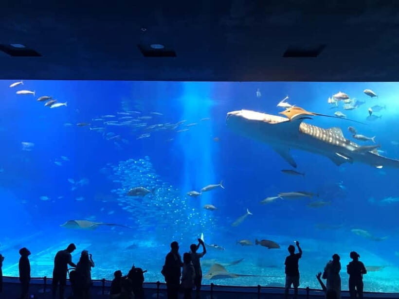 Okinawa: Aquarium, Kouri Island, & American Village Bus Tour - What to Expect from the Tour