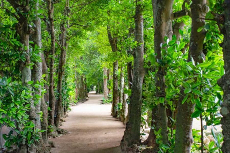 Okinawa: Churaumi Aquarium, Manzamo, Kouri Island Tour - The Practicalities