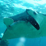 Okinawa: Naha: 1 day Kerama Islands diving license required - The Itinerary Breakdown: What Makes This Tour Tick