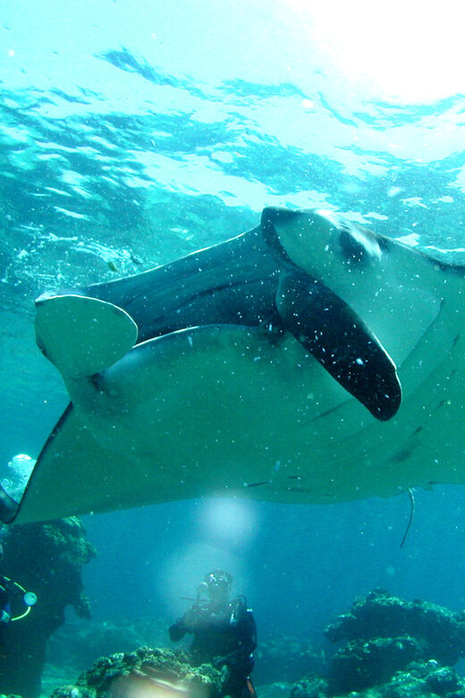 Okinawa: Naha: 1 day Kerama Islands diving license required - The Itinerary Breakdown: What Makes This Tour Tick