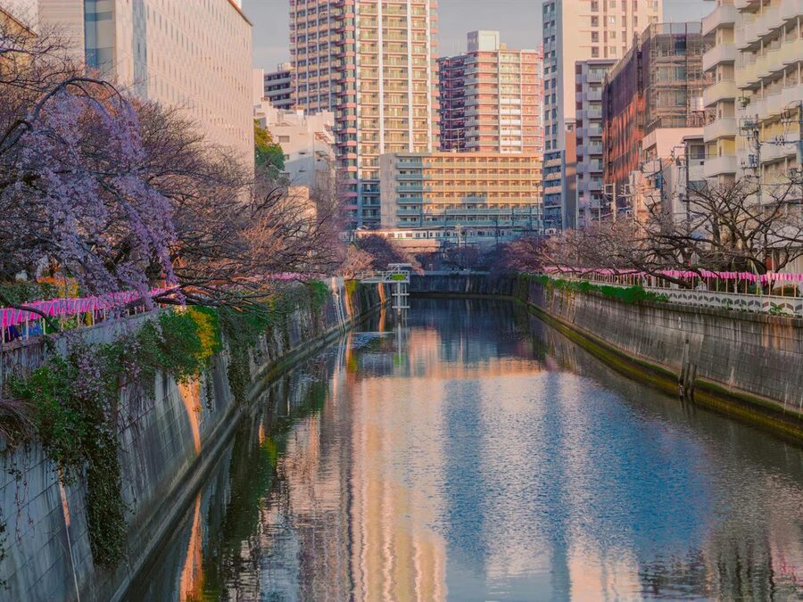 Pink cherry blossom trees lining a river in urban Tokyo during spring