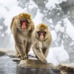 Osaka: Nagano Private Day Trip with English-Speaking Guide - A Deep Dive into the Experience