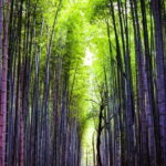 Osaka, Nara and Kyoto Day Trip with English Speaking Driver - The Itinerary: What to Expect