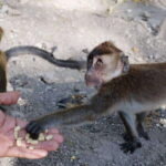 Oslob: Whale Sharks, Tumalog Falls, & Monkey Sanctuary Tour - Practical Details and Tips