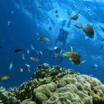 Oslob: Whaleshark Swimming, Inambakan Falls & Moalboal Tour - The Exciting Stops