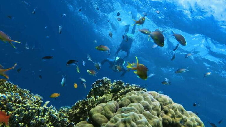 Oslob: Whaleshark Swimming, Inambakan Falls & Moalboal Tour - The Exciting Stops