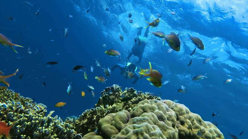 Oslob: Whaleshark Swimming, Inambakan Falls & Moalboal Tour - The Exciting Stops