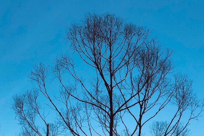 Outdoor and Sightseeing Tour in Ella with Lunch - Discovering Ella: A Deep Dive into the Tour Experience