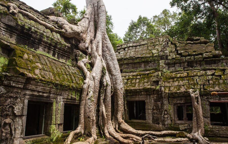 Ancient Ta Prohm temple covered in massive tree roots