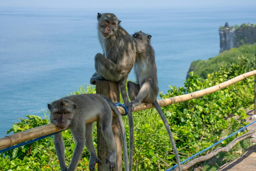 Balinese macaques on a fence with ocean view at Uluwatu