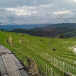 Pa Pong Piang Rice Terrace and Doi Inthanon National Park - Discovering the Highlights of the Tour
